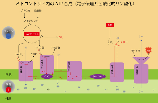 コエンザイムQ10、CoQ10、卵子の質、転院